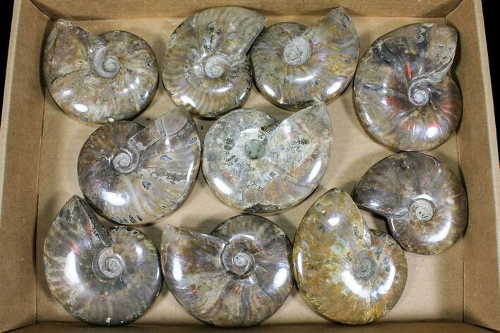 Lot: - Whole Polished Ammonites (Grade B/C) - Pieces #77762